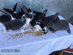 Sprzedam młode króliki - Obrazek 1