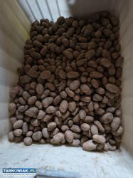 Sprzedam sadzeniaki Red sonia - Obrazek 1