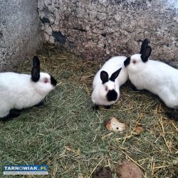 Króliki kalifornijskie - Obrazek 1