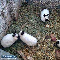 Króliki kalifornijskie - Obrazek 2