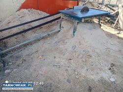 Trociny oddam - Obrazek 2