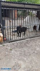 Oddam psa - Obrazek 1