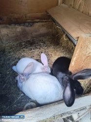 Sprzedam króliki - Obrazek 1
