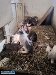 Sprzedam króliki - Obrazek 2