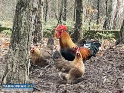 Jaja Legowe Zielononozka Kuropatwiana - Obrazek 1