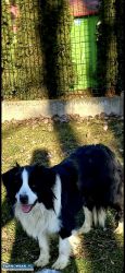 Border Collie - Obrazek 1