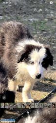 Border Collie - Obrazek 2