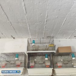 Klatki po kanarkach - Obrazek 2