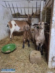 Młode Kozy anglonubijskie - Obrazek 1