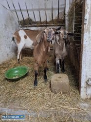 Młode Kozy anglonubijskie - Obrazek 2