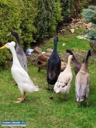 Kaczory biegusów indyjskich - Obrazek 1