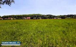 Zagórze- Rożnów-30 ar - Obrazek 2