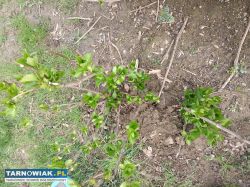 Hortensja - Obrazek 1