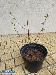 Pęcherznica sadzonka - Obrazek 1