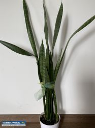 Sansewieria - Obrazek 1