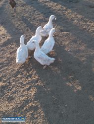 Sprzedam zeszłoroczne kaczki - Obrazek 1