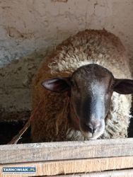 Owce Barany Jagnięta Kozy - Obrazek 1