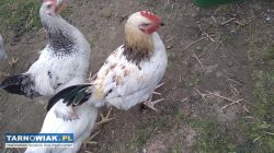 Kogutki - Obrazek 2