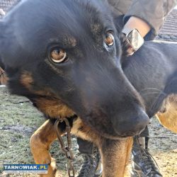 Oddam psa w dobre ręce - Obrazek 4