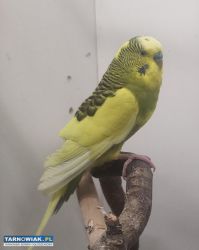 Papuga falista samczyk lub samiczka - Obrazek 2