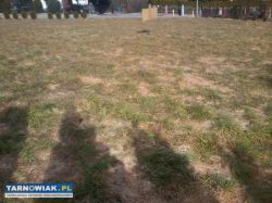 Działka Budowlana Pleśna - Obrazek 2