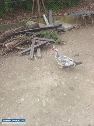 Sprzedam kaczora - Obrazek 1