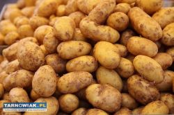 Ziemniaki Soraya rozm sadzeniak jadalne 50gr - Obrazek 1