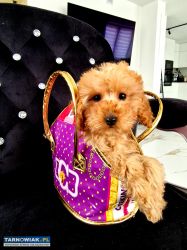 Możliwy transport Pudelek Toy z rodowodem - Obrazek 1