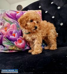 Możliwy transport Pudelek Toy z rodowodem - Obrazek 2