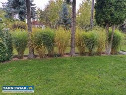 Rod leliwa - Obrazek 1