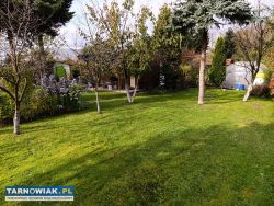 Rod leliwa - Obrazek 2