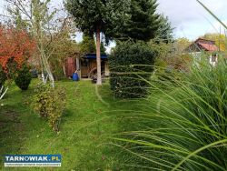 Rod leliwa - Obrazek 3