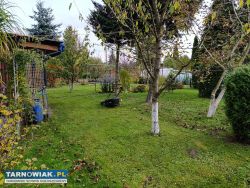 Rod leliwa - Obrazek 4