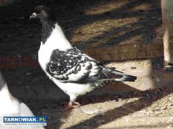 sprzedam gołębie - Obrazek 1
