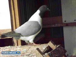 sprzedam gołębie - Obrazek 2