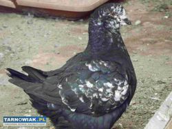 sprzedam gołębie - Obrazek 3