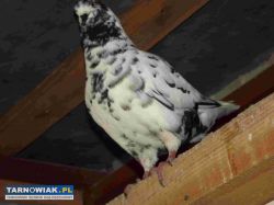 sprzedam gołębie - Obrazek 4