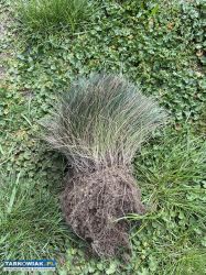 Trawa ozdobna Kostrzewa sina - Obrazek 1