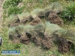 Trawa ozdobna Kostrzewa sina - Obrazek 2