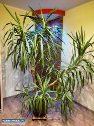 Duża Jukka - Obrazek 1