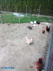 Jajka perliczki - Obrazek 1