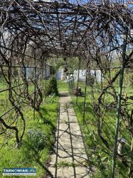 Sprzedam dużą działkę ROD Tarnów Mościce - Obrazek 2