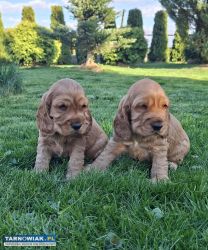 Cocker spaniel angielski szczeniaki z rodowodem - Obrazek 1