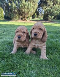 Cocker spaniel angielski szczeniaki z rodowodem - Obrazek 2
