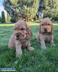 Cocker spaniel angielski szczeniaki z rodowodem - Obrazek 3