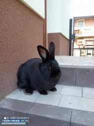 Króliki - Obrazek 1