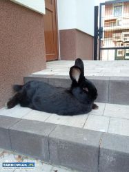 Króliki - Obrazek 3