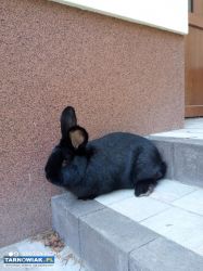 Króliki - Obrazek 4