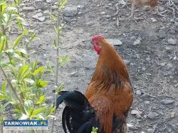 Koguty z października - Obrazek 1