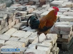 Koguty z października - Obrazek 2